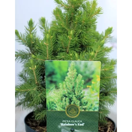 Oregoni hamisciprus Chamaecyparis lawsoniana Globosa C3.5