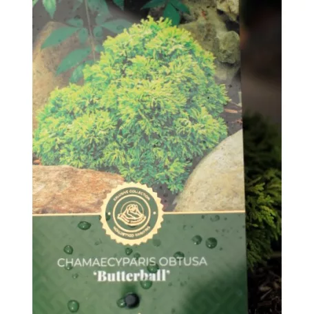 Oregoni hamisciprus Chamaecyparis lawsoniana Globosa C3.5