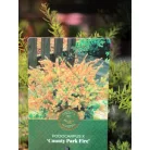 Oregoni hamisciprus Chamaecyparis lawsoniana Globosa C3.5
