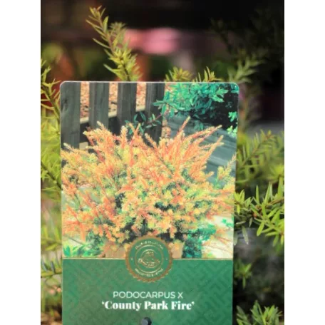 Oregoni hamisciprus Chamaecyparis lawsoniana Globosa C3.5
