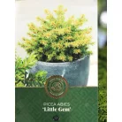 Oregoni hamisciprus Chamaecyparis lawsoniana Globosa C3.5