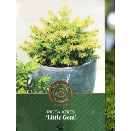 Oregoni hamisciprus Chamaecyparis lawsoniana Globosa C3.5