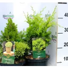 Oregoni hamisciprus Chamaecyparis lawsoniana Globosa C3.5