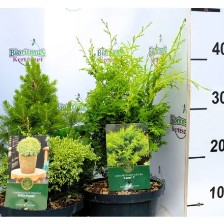 Oregoni hamisciprus Chamaecyparis lawsoniana Globosa C3.5