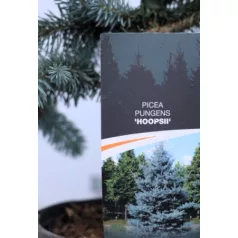 Ezüstfenyő Picea pungens Hoopsii C3