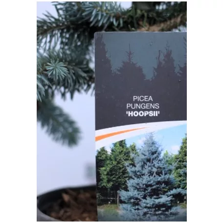Ezüstfenyő Picea pungens Hoopsii C3