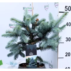 Ezüstfenyő Picea pungens Hoopsii C3