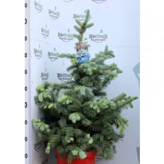 Ezüst fenyő Picea pungens Super Blue C12