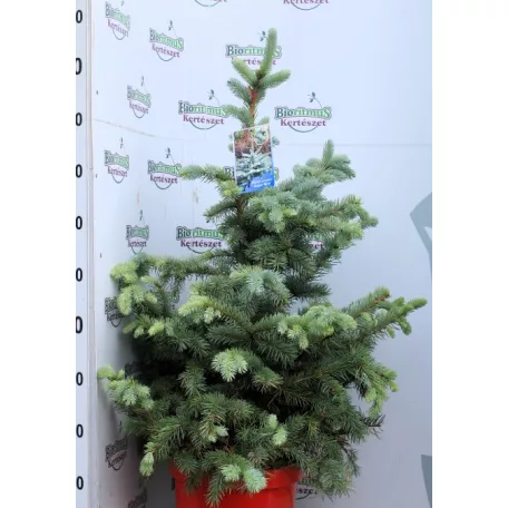 Ezüst fenyő Picea pungens Super Blue C12