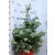 Ezüst fenyő Picea pungens Super Blue C12