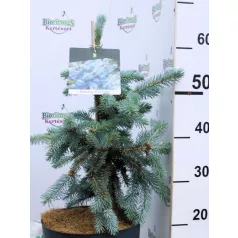 Ezüstfenyő Picea pungens Erich Frahm C6.5