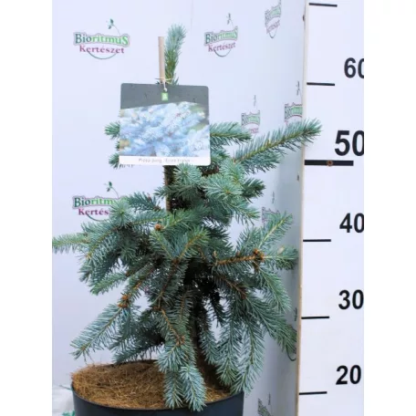 Ezüstfenyő Picea pungens Erich Frahm C6.5