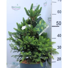 Törpe lucfenyő Picea abies Will's Zwerg C6.5