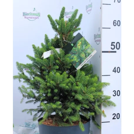 Törpe lucfenyő Picea abies Will's Zwerg C6.5