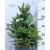 Törpe lucfenyő Picea abies Will's Zwerg C6.5
