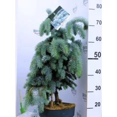 Ezüstfenyő Picea pungens Koster C6.5