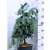 Ezüstfenyő Picea pungens Koster C6.5