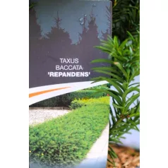 Taxus bac. Repandens C3