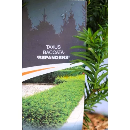 Taxus bac. Repandens C3