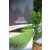 Taxus bac. Repandens C3