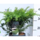 Taxus bac. Repandens C3
