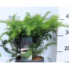 Taxus bac. Repandens C3
