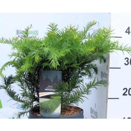 Taxus bac. Repandens C3
