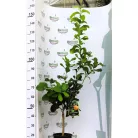 Folytontermő citrom Citrus limon Femminello Carrubaro P21