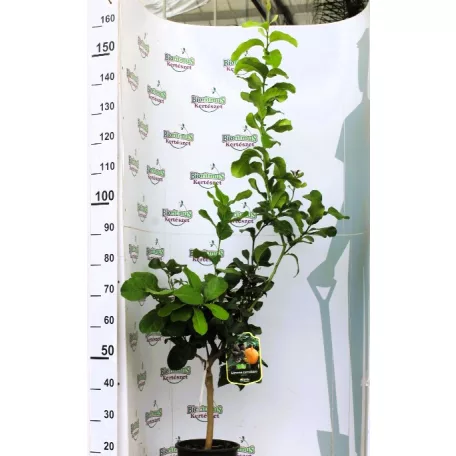 Folytontermő citrom Citrus limon Femminello Carrubaro P21