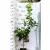 Folytontermő citrom Citrus limon Femminello Carrubaro P21