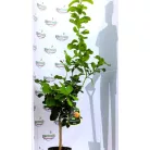 Folytontermő citrom Citrus limon Femminello Carrubaro P21