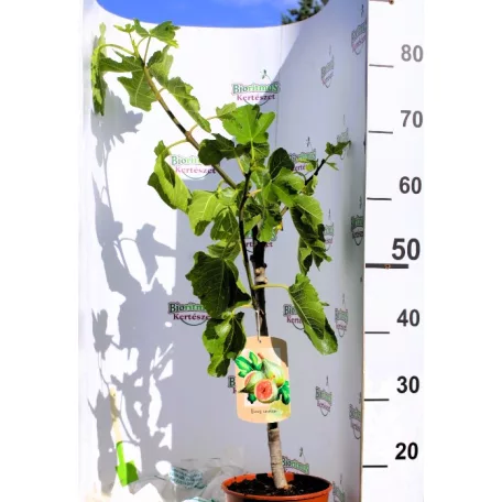 Füge Ficus carica FC17 C2.5