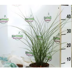   Kínai nád (Japán díszfű) Miscanthus sin. Gracillimus P14