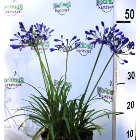 Szerelemvirág kék színű Agapanthus Brilliant Blue P17