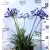 Szerelemvirág kék színű Agapanthus Brilliant Blue P17