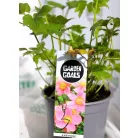Szőlőlevelű szellőrózsa / Nepáli szellőrózsa Anemone tomentosa Robustissima C1.5