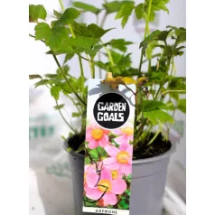   Szőlőlevelű szellőrózsa / Nepáli szellőrózsa Anemone tomentosa Robustissima C1.5