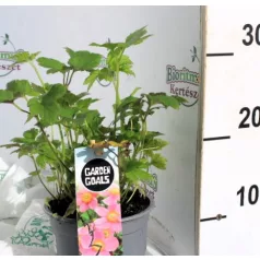   Szőlőlevelű szellőrózsa / Nepáli szellőrózsa Anemone tomentosa Robustissima C1.5