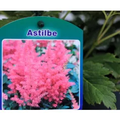 Kerti tollbuga Astilbe Henry Noblett C2