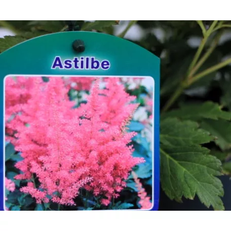 Kerti tollbuga Astilbe Henry Noblett C2