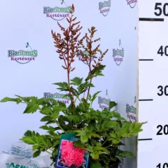Kerti tollbuga Astilbe Henry Noblett C2