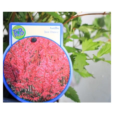 Kerti tollbuga Astilbe in cultivars P17