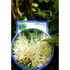 Kerti tollbuga Astilbe in cultivars P17