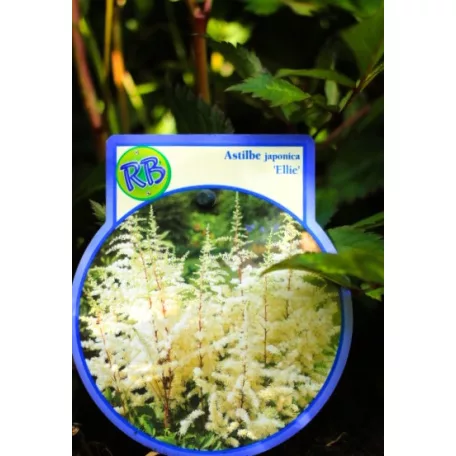 Kerti tollbuga Astilbe in cultivars P17