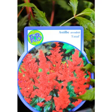 Kerti tollbuga Astilbe in cultivars P17