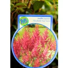 Kerti tollbuga Astilbe in cultivars P17