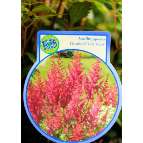 Kerti tollbuga Astilbe in cultivars P17