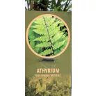 Vörös nyelű hölgypáfrány Athyrium filix-femina Rotstiel C2