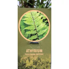   Vörös nyelű hölgypáfrány Athyrium filix-femina Rotstiel C2
