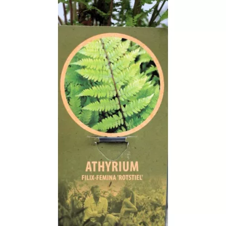 Vörös nyelű hölgypáfrány Athyrium filix-femina Rotstiel C2